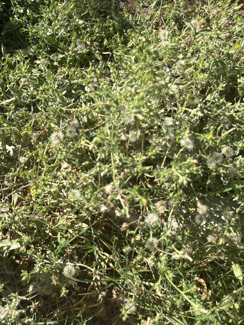 L'immagine mostra il senecione comune con le sue tipiche foglie e capolini. La pianta cresce su terreno naturale.