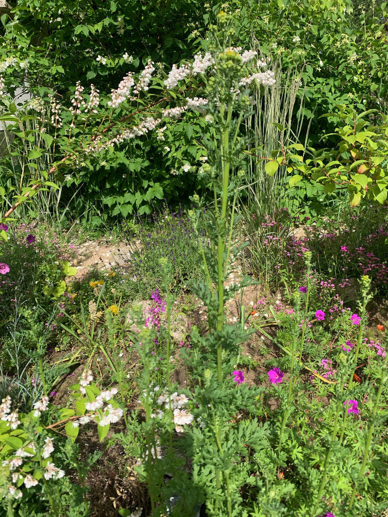 Terreno comune — foto 3 di 19