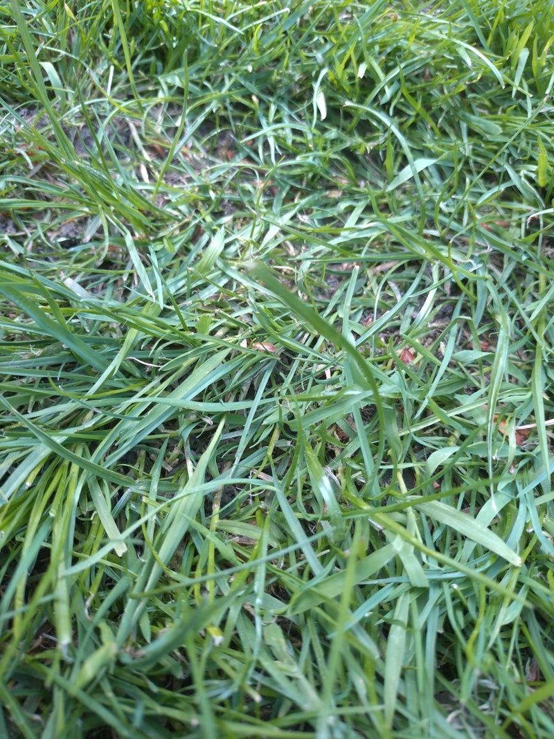 Erba comune — Bild 1