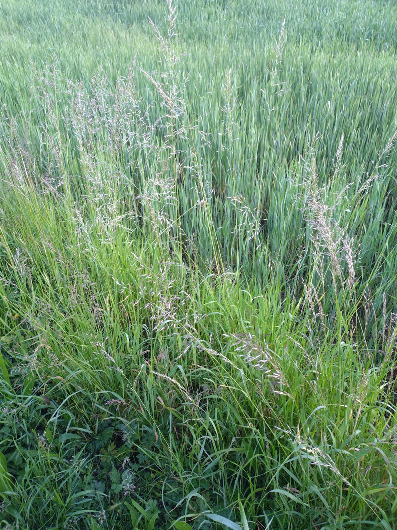 L'immagine mostra un denso gruppo di erba mazzolina in un prato. Le caratteristiche infiorescenze a glomerulo emergono dal fogliame verde.