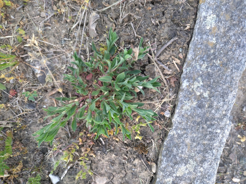 Mosca comune — Bild 1