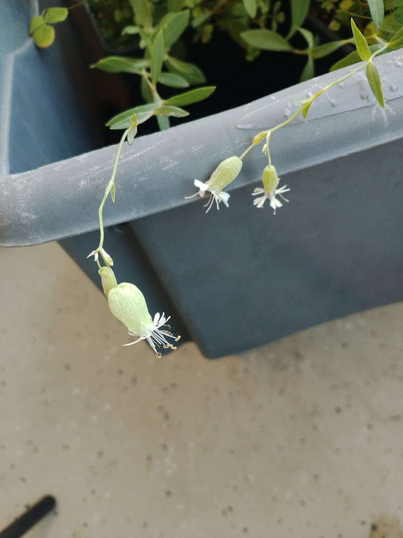 L'immagine mostra i caratteristici fiori bianchi pendenti e i calici gonfi dello strigolo. La pianta cresce in un vaso su un balcone.