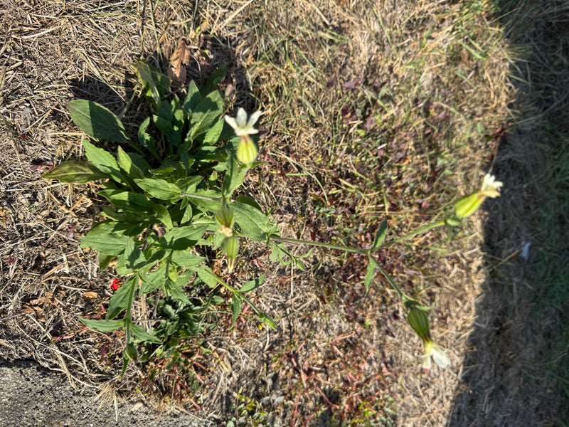Una pianta di silene rigonfia in fiore con i caratteristici calici rigonfi e fiori bianchi che cresce su terreno asciutto.