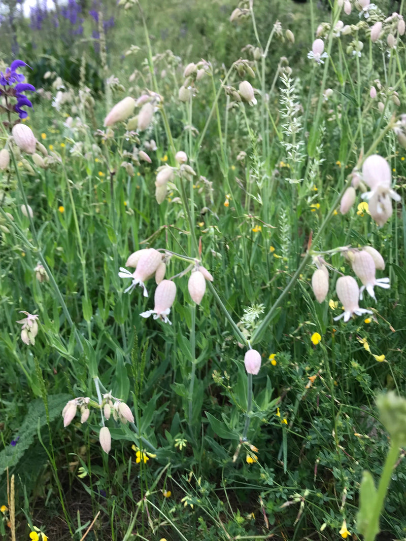 Il silene gonfio fiorisce nel prato con i suoi caratteristici calici gonfi. I fiori bianchi spiccano in un ambiente naturale.
