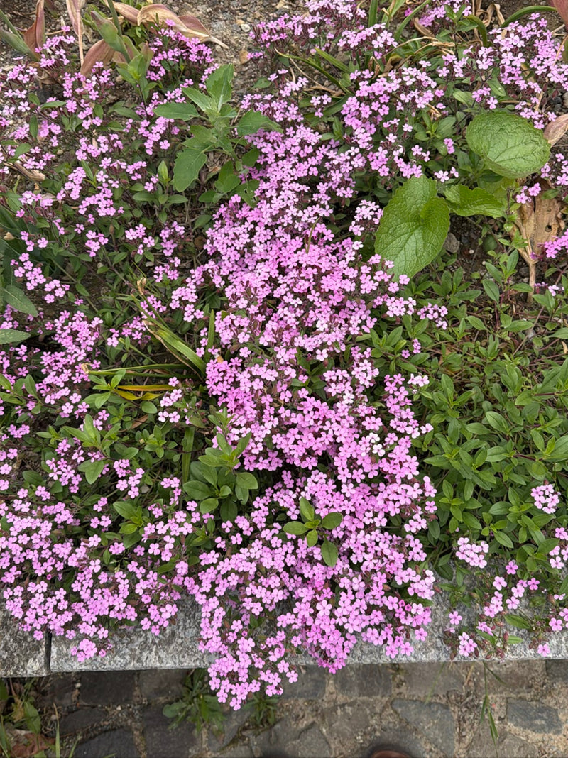Saponaria comune — Bild 1