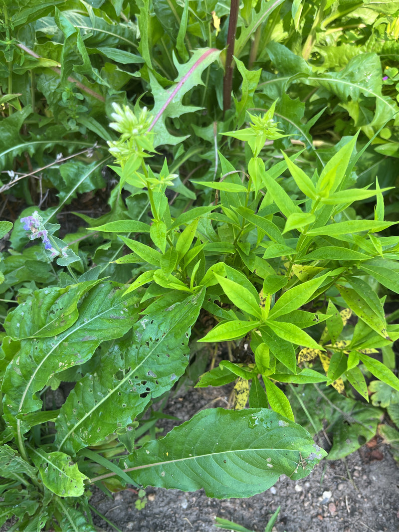 L'immagine mostra la saponaria officinale con le sue caratteristiche foglie verde chiaro e le sue gemme. Cresce in mezzo alla vegetazione di compagnia sul te...