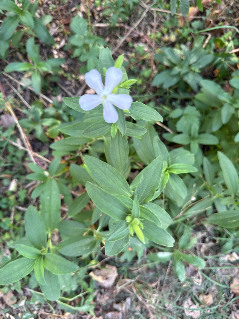 Una saponaria comune in fiore con un fiore chiaro e foglie opposte con nervature caratteristiche viste dall'alto.