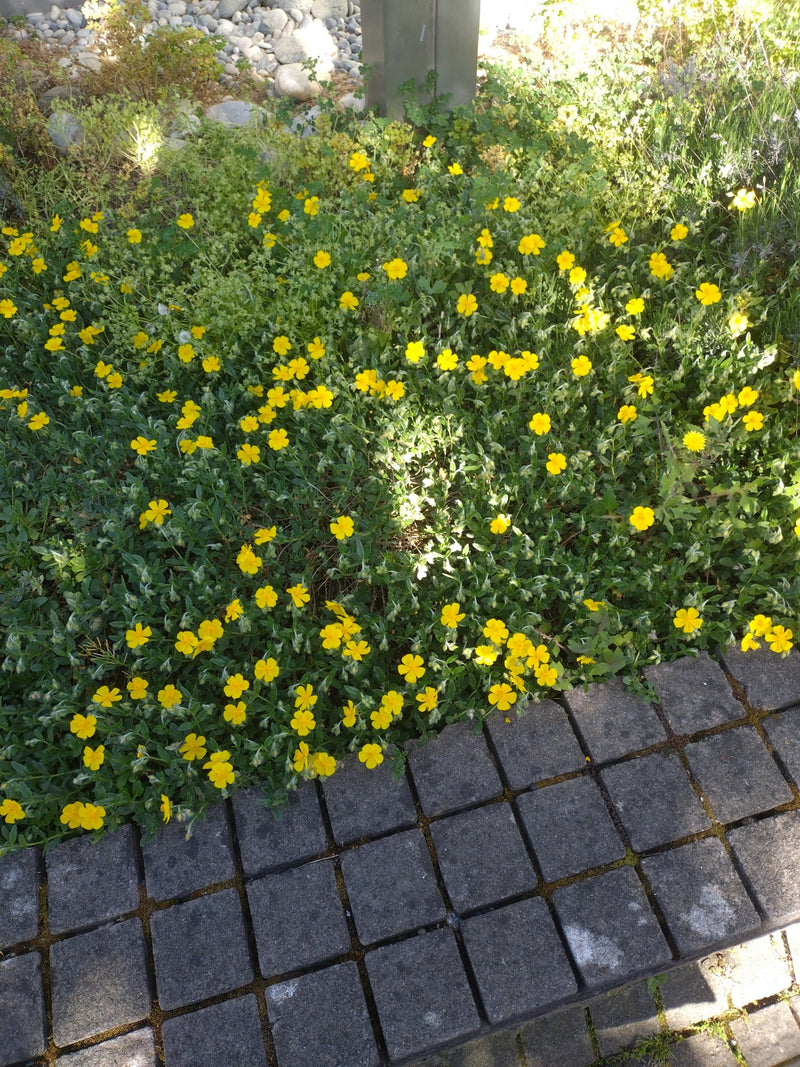 Girasole comune — Bild 1