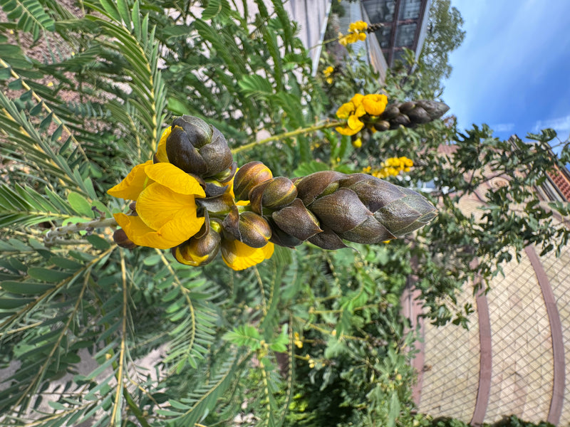 Un'infiorescenza di Senna didymobotrya con boccioli scuri e petali giallo brillante su uno sfondo di foglie pennate.