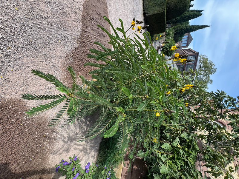 Una Senna didymobotrya in fiore, con caratteristici fiori gialli e boccioli scuri, cresce accanto a un vialetto di ghiaia in un giardino.
