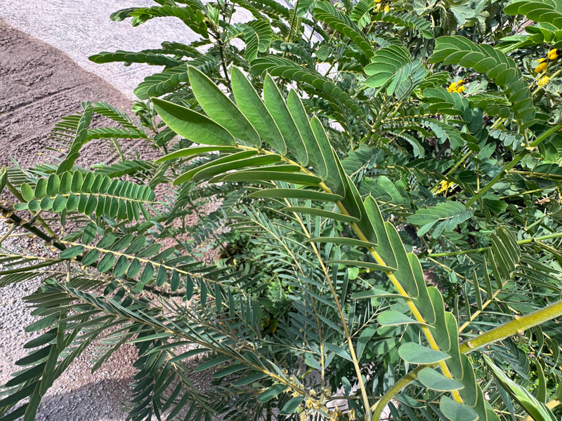 Fogliame fitto di una cassia con caratteristiche foglie pennate ai bordi di un sentiero.