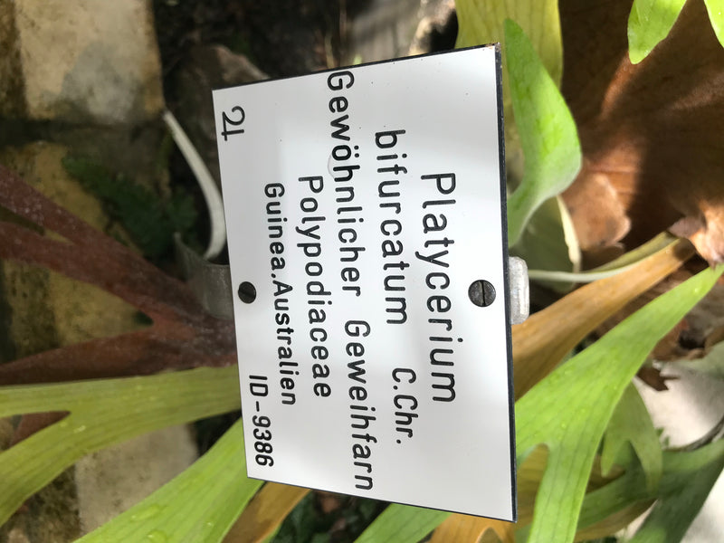 L'immagine mostra un cartello informativo con il nome scientifico Platycerium bifurcatum. Sul sfondo crescono le tipiche foglie a forma di palco di cervo del...