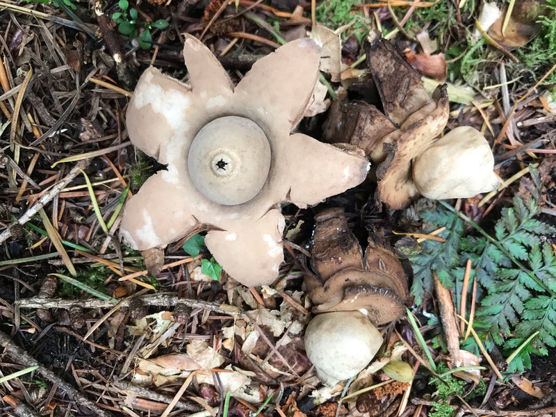 Gewimperter Erdstern — foto 1 di 1