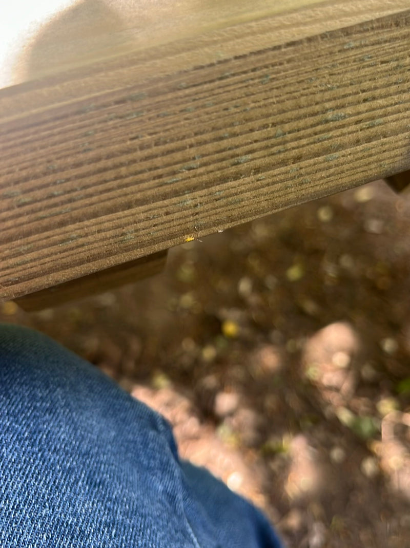 Un minuscolo insetto siede su una superficie di legno, appena visibile. È un esemplare dell'ordine dei tisanotteri.