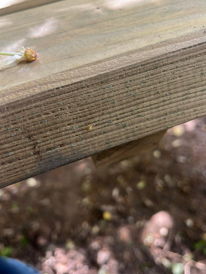 Un piccolissimo insetto riposa su una superficie di legno, risultando difficile da distinguere. Si tratta di un esemplare dell'ordine dei tisanotteri.