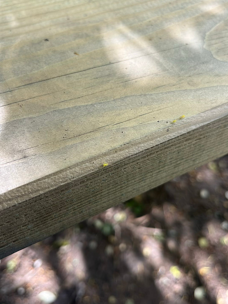 Minuscoli thrips giallastri sono seduti su una superficie di legno. Gli insetti sono molto piccoli e si distinguono a malapena dallo sfondo.