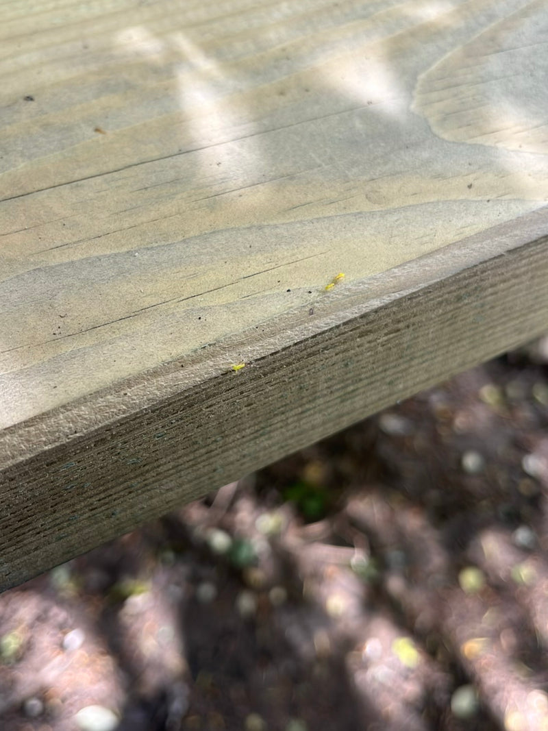 Diversi thrips molto piccoli e giallastri stanno strisciando su una superficie di legno chiaro. Gli insetti sono mostrati molto piccoli.