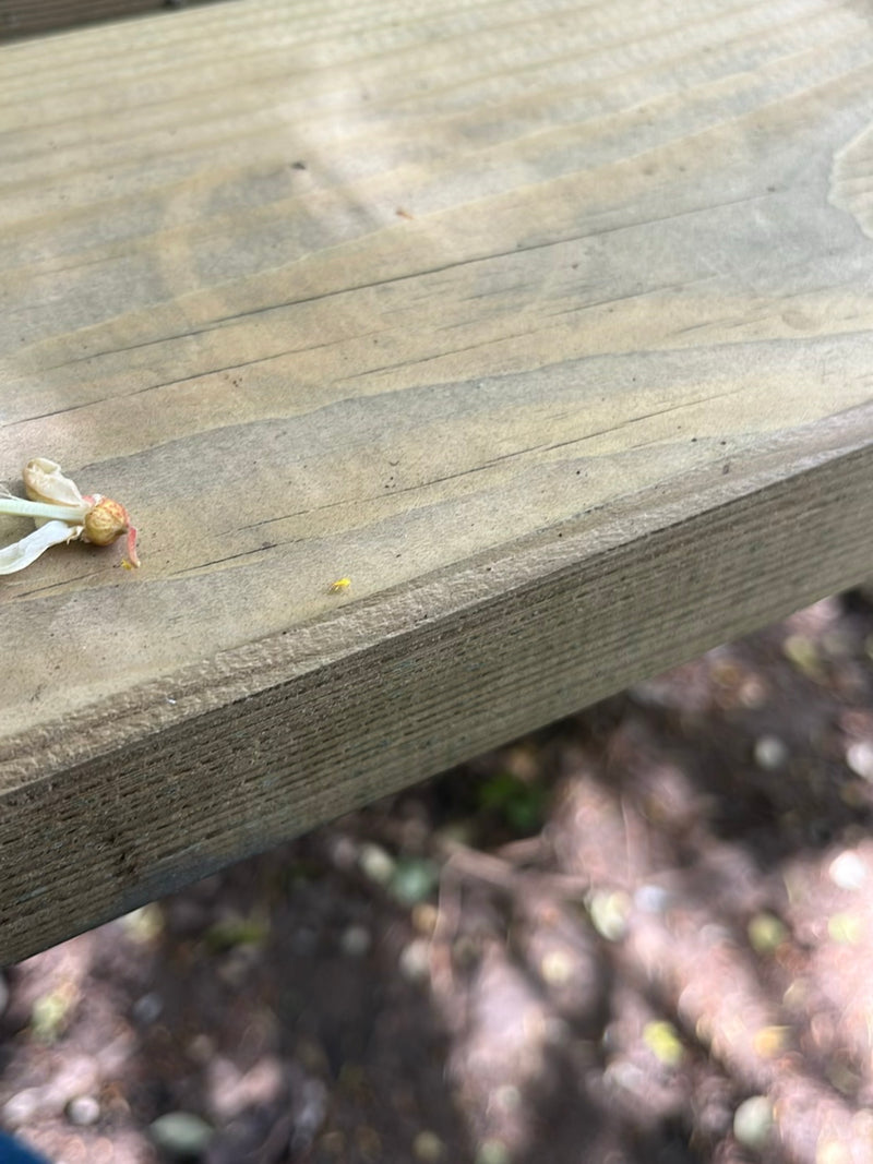 Un minuscolo insetto siede su una superficie di legno, distinguendosi a malapena dall'ambiente circostante.