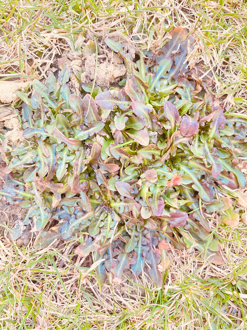 Tarlo, scarabeo roditore comune — Bild 1