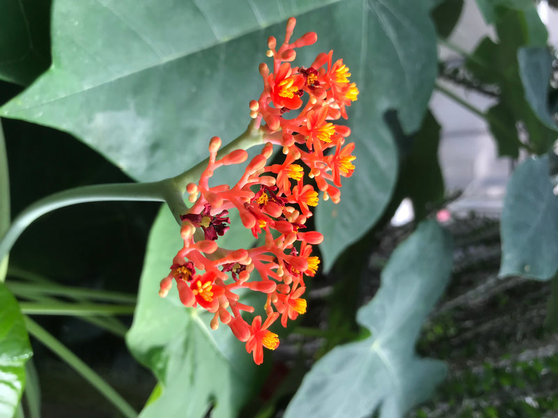 Gichtbaum — foto 3 di 3