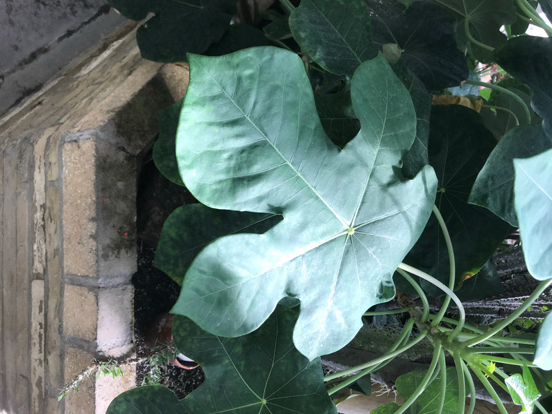 Gichtbaum — foto 2 di 3