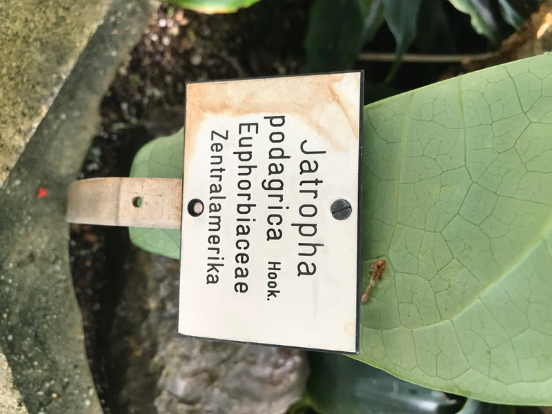 Gichtbaum — foto 1 di 3