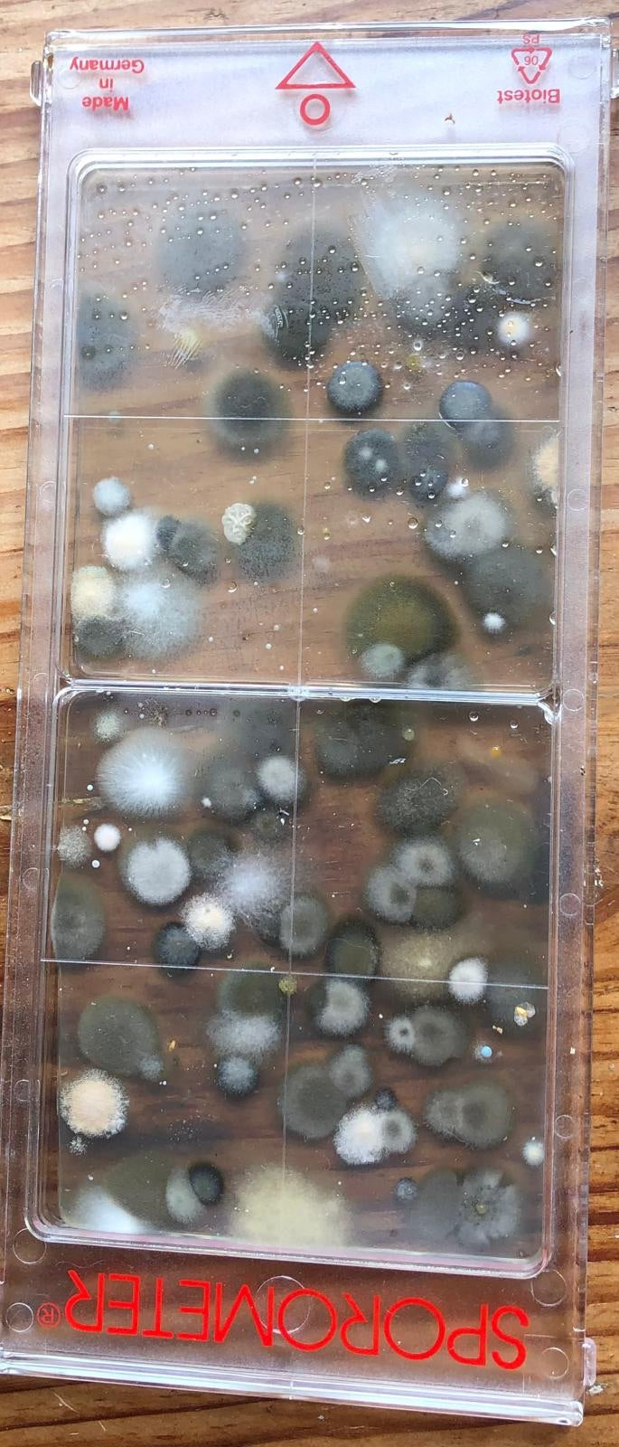 Numerose colonie di muffa rotonde si sono formate sul terreno di coltura di una cassetta di test trasparente. Tra queste è riconoscibile anche il genere Aspe...