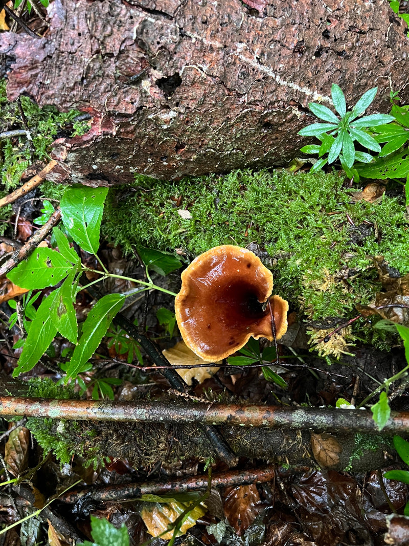 Gift-Häubling — foto 1 di 1