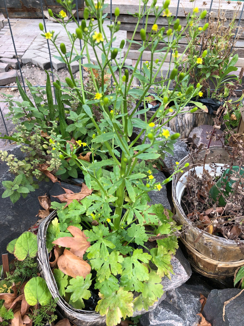 Un ranuncolo sardo in fiore cresce eretto in un cesto circondato da pietre. La pianta mostra piccoli fiori gialli e capolini allungati.