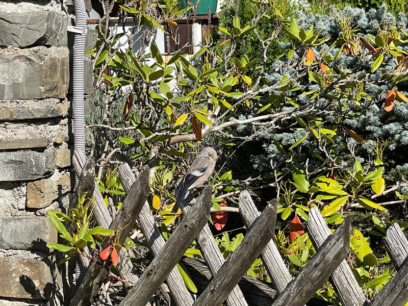 Un ciuffolotto femmina è posato su una staccionata di legno davanti a cespugli di giardino.