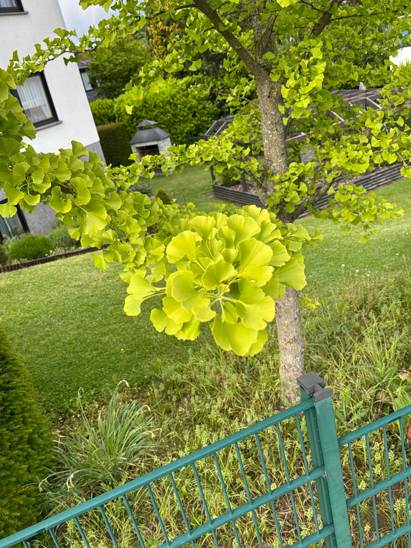 L'immagine mostra un giovane albero di ginkgo con le sue caratteristiche foglie verde chiaro a forma di ventaglio. L'albero si trova in un giardino curato da...