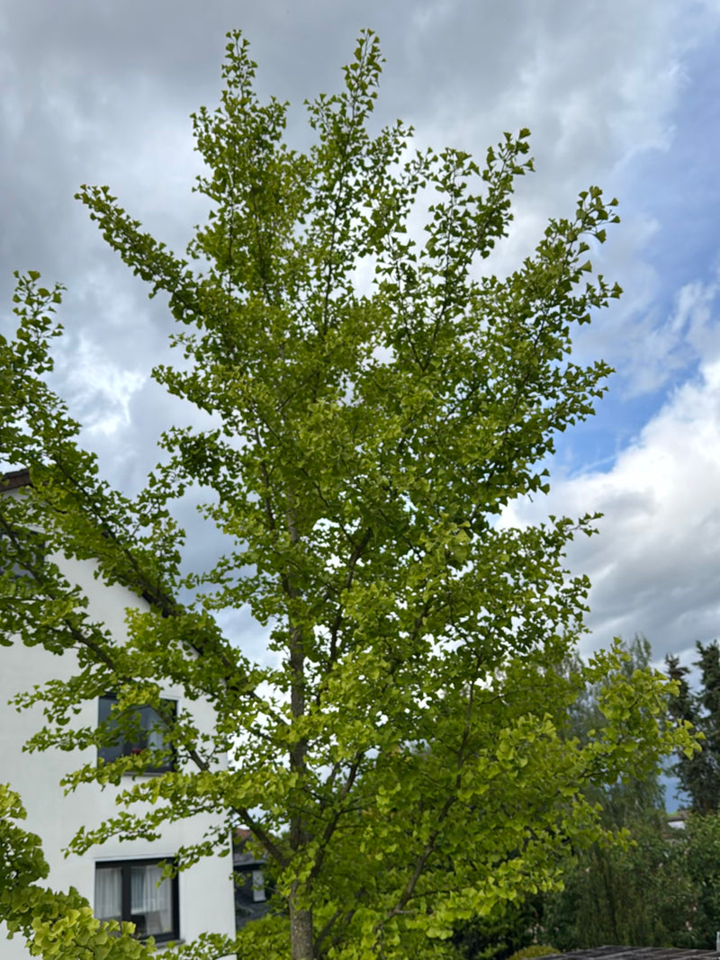 È visibile un albero di ginkgo maturo con le sue tipiche foglie verdi a ventaglio. Sullo sfondo si notano un edificio e un cielo nuvoloso.