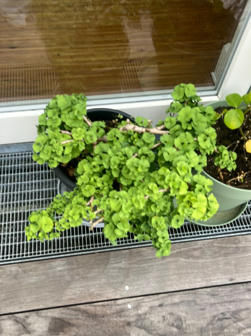 È visibile una pianta di ginkgo in vaso in un vaso di fiori nero su un balcone. Le tipiche foglie a ventaglio sono densamente cresciute.