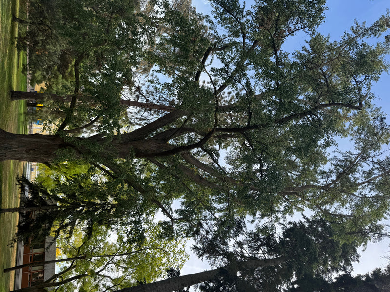 Vista dal basso della chioma di un albero di ginkgo maturo in un parco.
