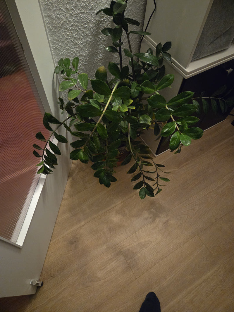 Piuma fortunata — Bild 1