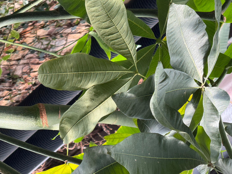Primo piano delle foglie palmate e del fusto verde di una pianta della fortuna (Pachira aquatica).