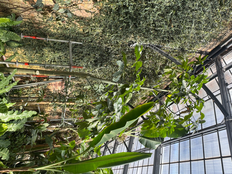 Una pianta della felicità cresce con le sue caratteristiche foglie e fusto all'interno di una serra tra altre piante tropicali.