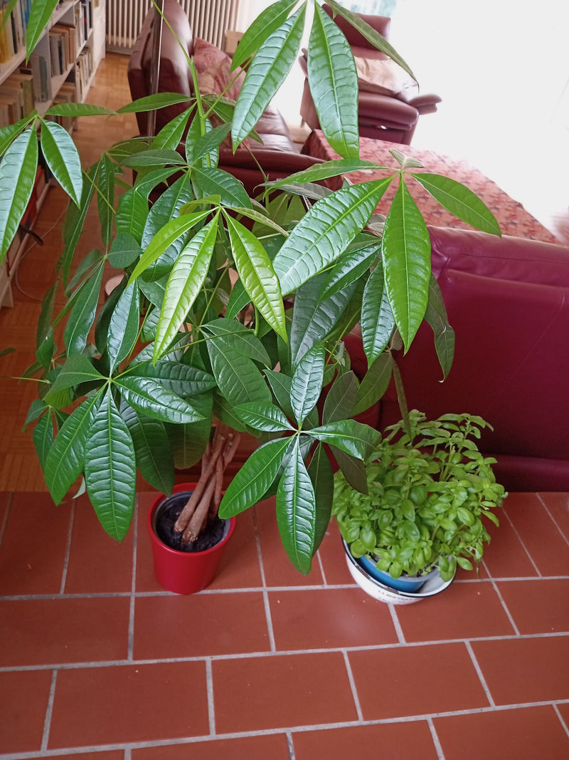 Una pianta di Pachira aquatica con foglie palmate verde lucido si trova in un vaso rosso su un pavimento piastrellato all'interno.