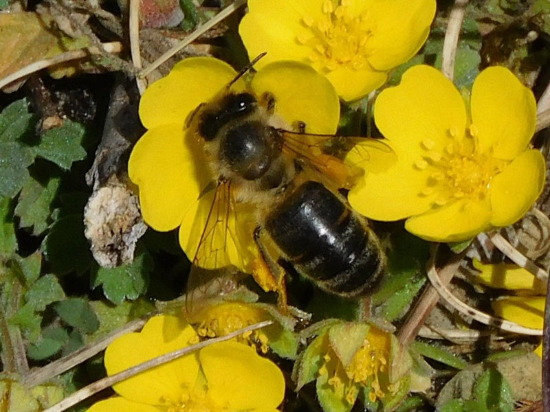 Ape di sabbia lucida — Bild 1