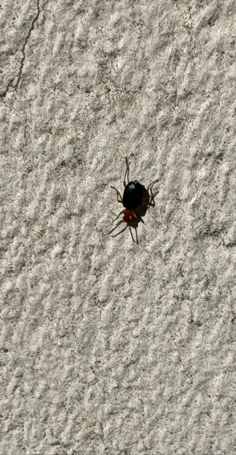 Scarabeo ladro lucido — Bild 1