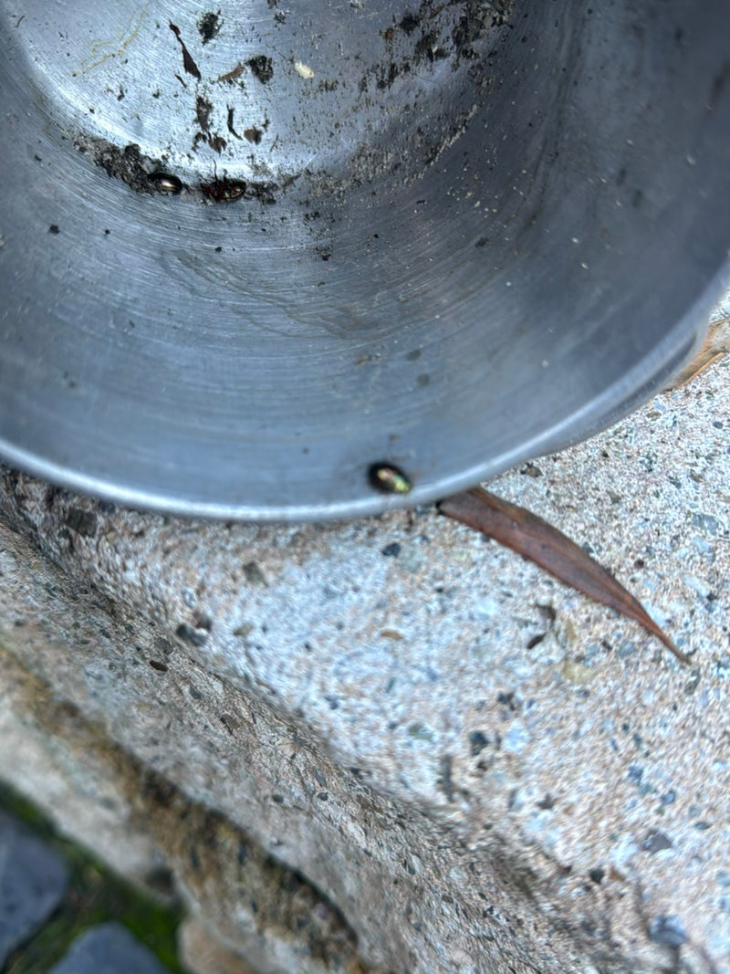 Scarabeo brillante — Bild 1