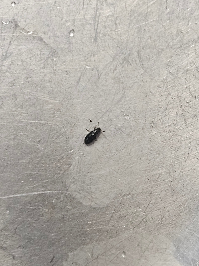 Scarabeo Shine (genere Carpophilus) — foto 1 di 1