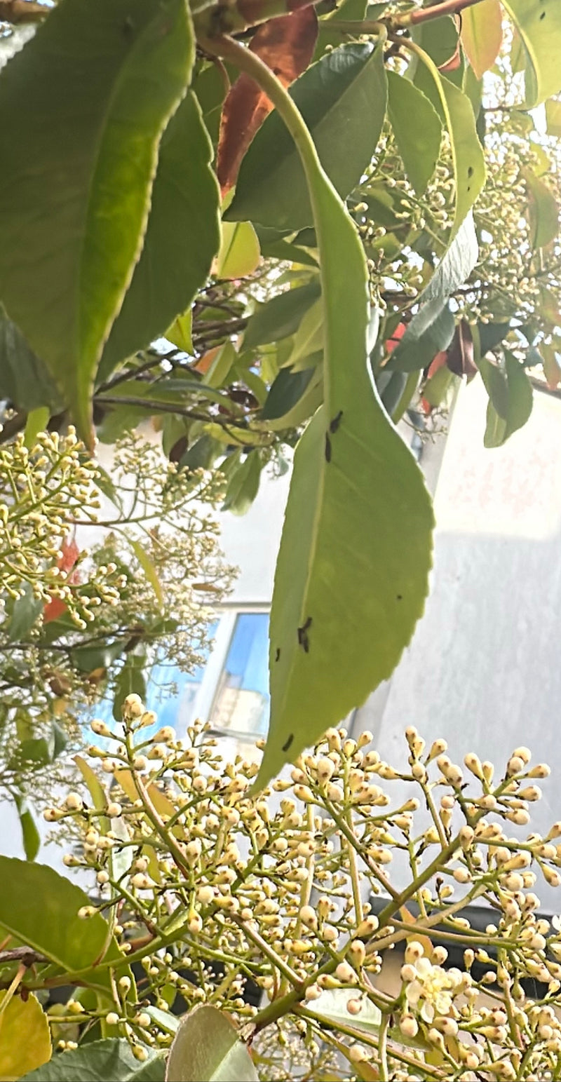 L'immagine mostra le tipiche foglie verdi e i boccioli di una fotinia. La pianta si trova in un ambiente naturale all'aperto.