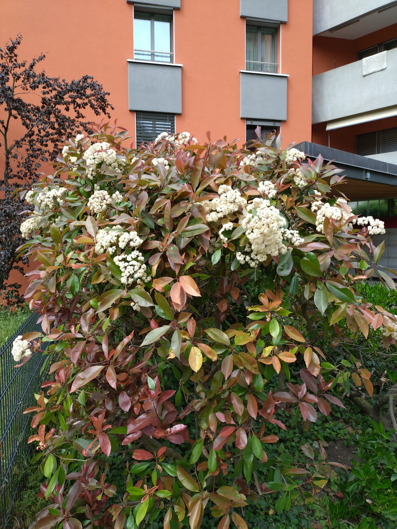 Si vede una fotinia in fiore con foglie rosso-verdi e infiorescenze bianche davanti a un edificio arancione.