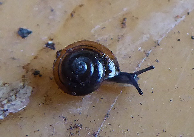 Lumaca lucida — Bild 1