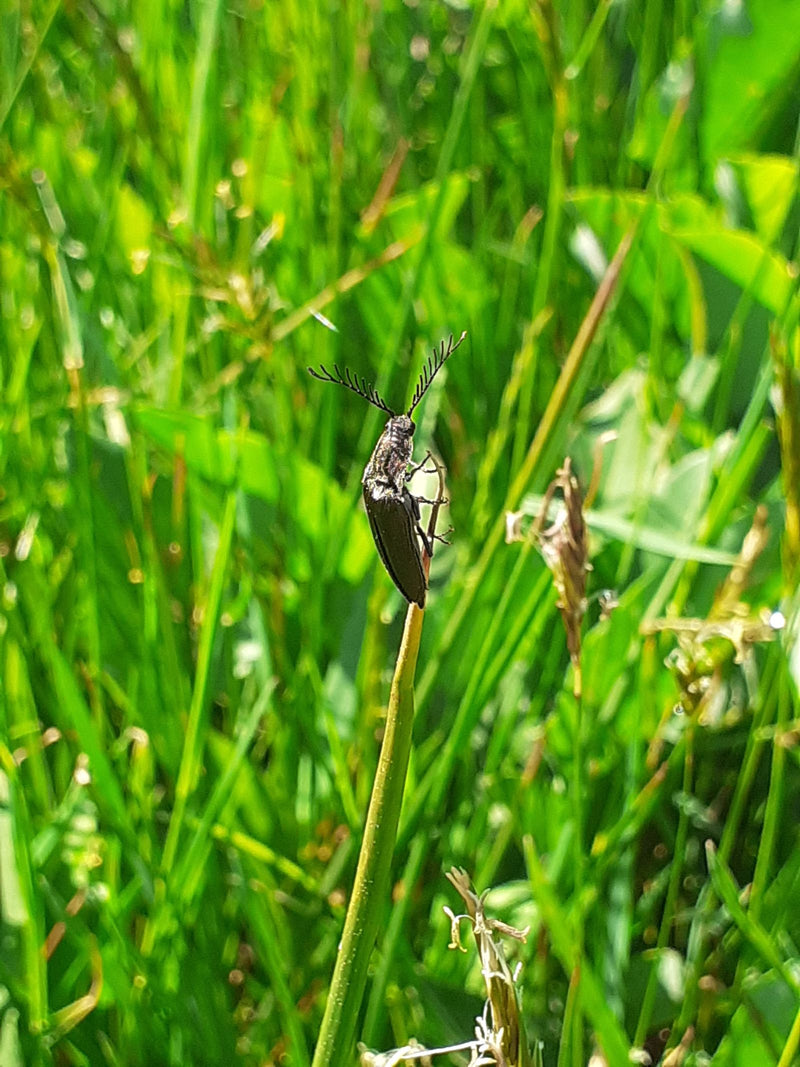 Scarabeo a clic lucido — Bild 1