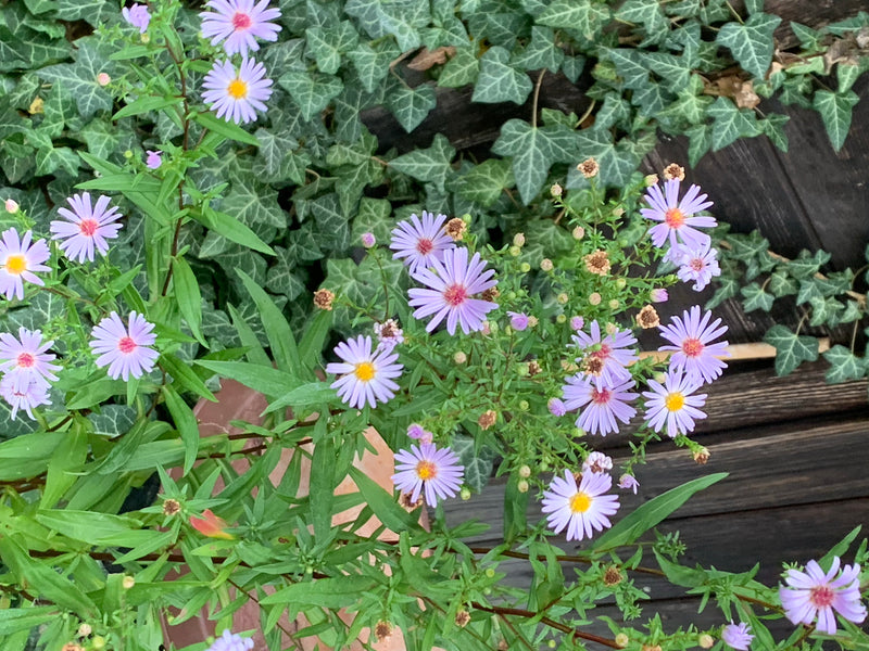 L'immagine mostra una pianta di astro con molti fiori viola chiaro e centri gialli, che cresce davanti a un muro di edera.