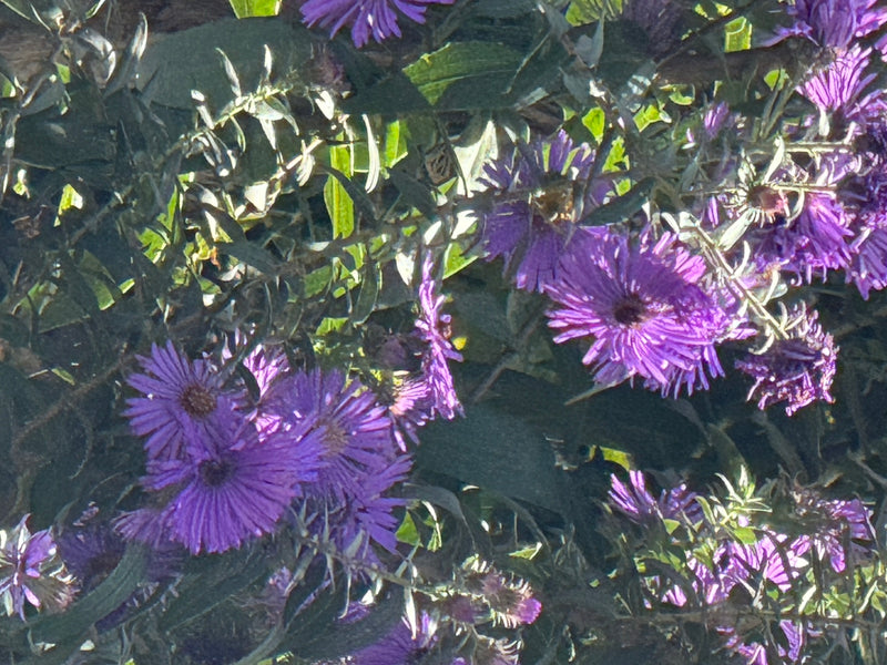 Diversi capolini viola aperti di un astro circondati da fogliame verde alla luce del sole.