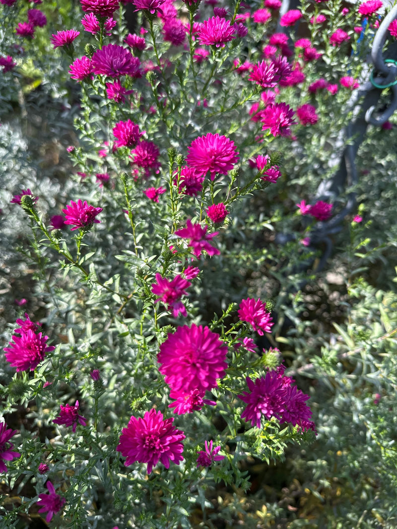 Un astro della Nuova Belgio riccamente fiorito con numerosi capolini color magenta brillante e fogliame verde.
