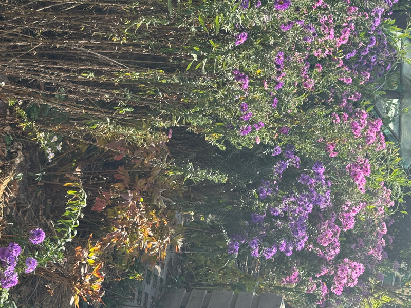 Fitti cespugli di astri in fiore con numerosi capolini viola e rosa in un'aiuola da giardino.
